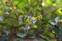 Ardisia quinquegona