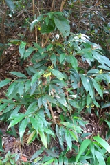 Ardisia quinquegona
