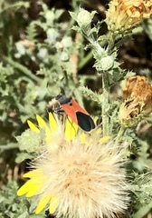 Melanopleurus belfragei