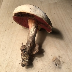 Caloboletus firmus