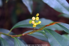 Ardisia quinquegona