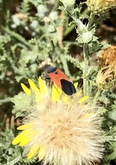 Melanopleurus belfragei