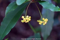 Ardisia quinquegona