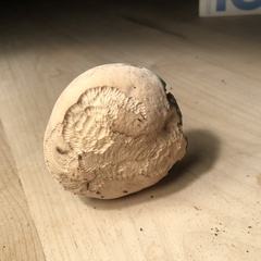 Caloboletus firmus