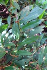 Ardisia quinquegona