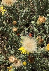 Melanopleurus belfragei