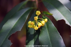 Ardisia quinquegona