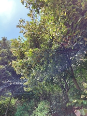 Tilia americana mexicana