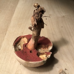 Caloboletus firmus
