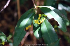 Ardisia quinquegona