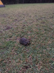 Cuora flavomarginata evelynae