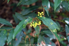 Ardisia quinquegona