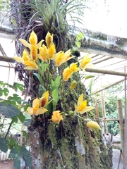 Lycaste aromatica