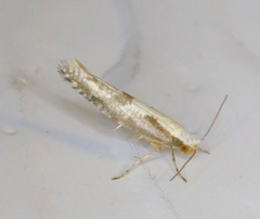Argyresthia conjugella