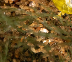 Skeneopsis planorbis