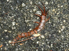 Scolopendra alternans