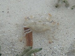 Callinectes similis