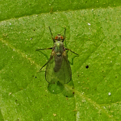 Chrysotus