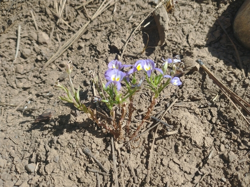 Image of Downingia bacigalupii by no rights reserved