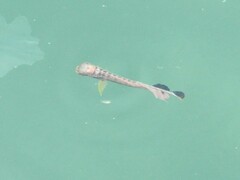 Coryphaena
