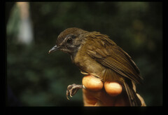 Illadopsis rufipennis