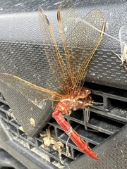 Sympetrum madidum