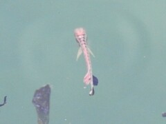 Coryphaena