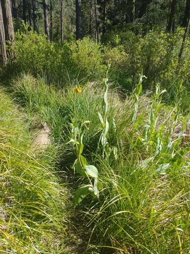 Image of Rudbeckia glaucescens by no rights reserved