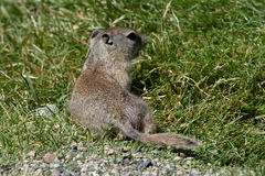 Urocitellus beldingi