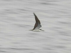 Onychoprion anaethetus