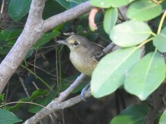 Vireo crassirostris