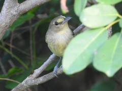 Vireo crassirostris