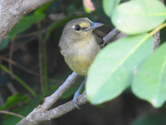 Vireo crassirostris
