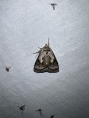 Chrysanympha formosa