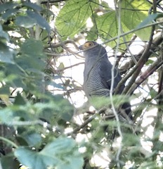 Micrastur ruficollis