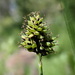 Carex media - Photo (c) Matt Lavin, alguns direitos reservados (CC BY-SA)
