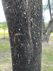 Corymbia tessellaris
