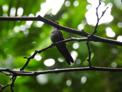 Riccordia ricordii