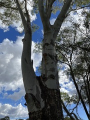 Corymbia tessellaris