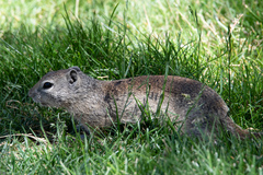 Urocitellus beldingi