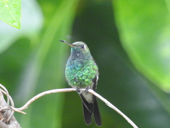 Cuban Emerald photo 2