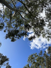 Corymbia tessellaris