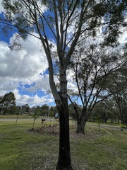 Corymbia tessellaris