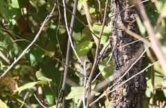 Euscarthmus meloryphus