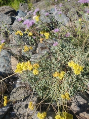 Eriogonum ternatum