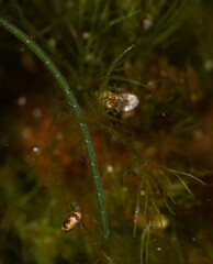 Skeneopsis planorbis