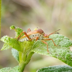 Hypselonotus orientalis