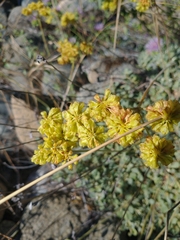 Eriogonum ternatum