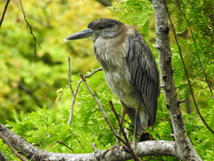 Nyctanassa violacea violacea