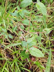 Hypselonotus orientalis